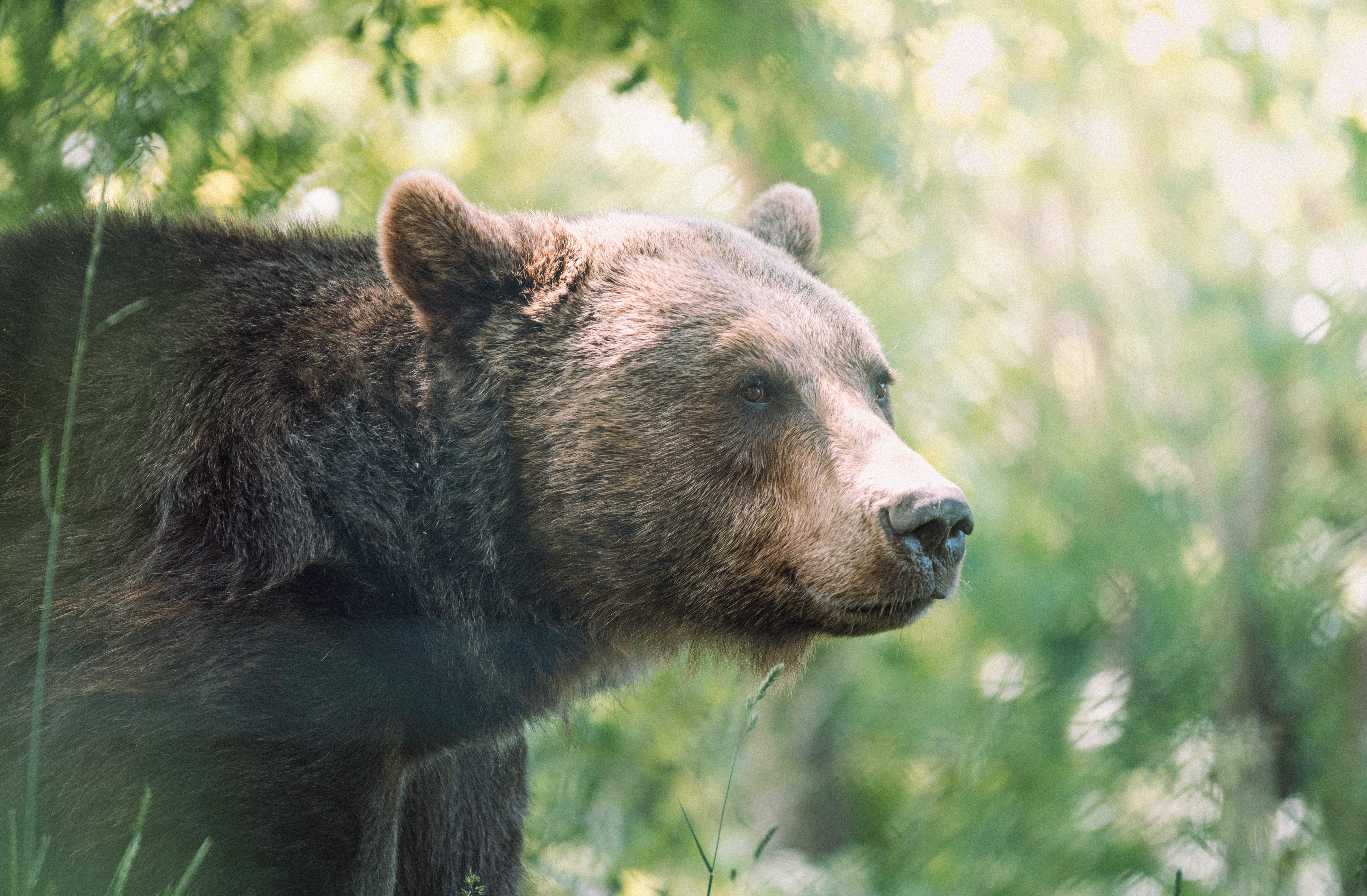 brown bear on green grass during daytime